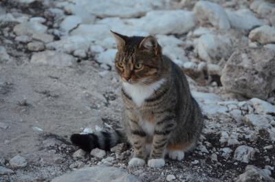 Прикрепленное изображение: DSC_0296.JPG